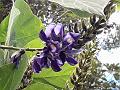 Kudzu Vine